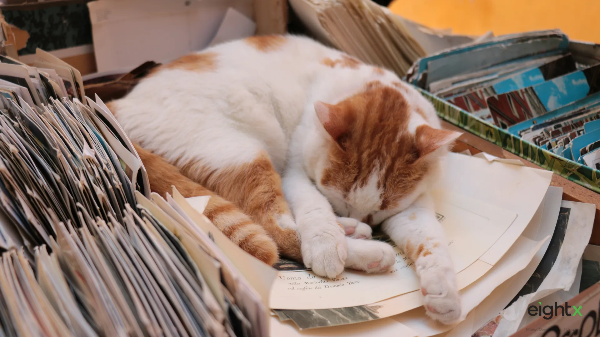 Pet Brand Pricing Strategy: a CFO's guide to margin and MAP
