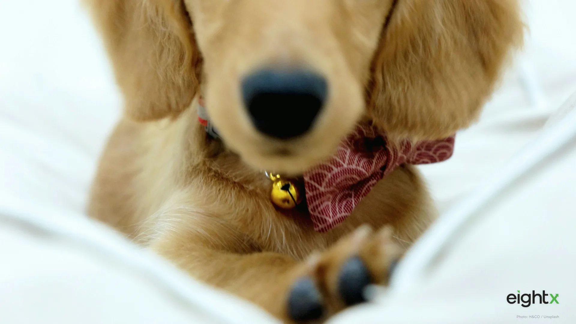 Pet Brand Unit Economics: A CFO's Guide
