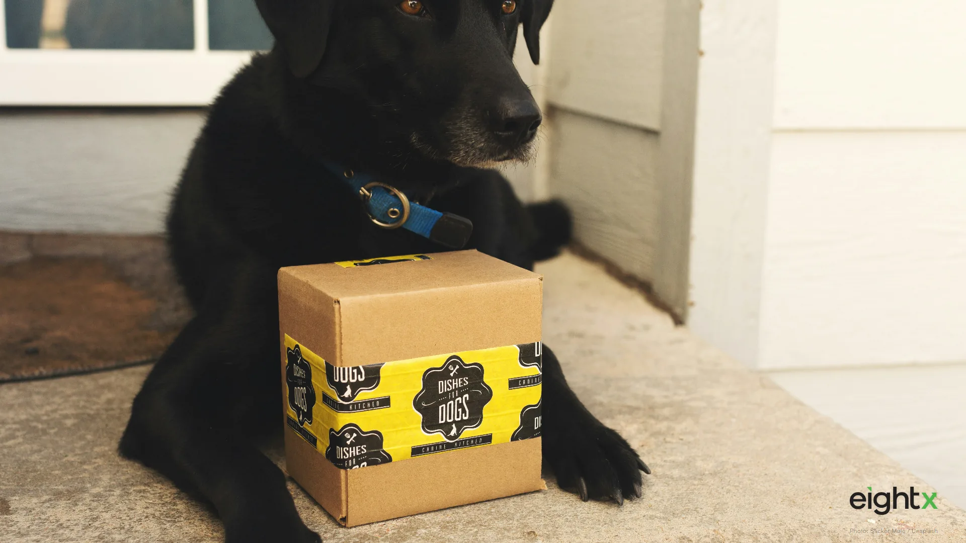BARK (BARK) Teardown: Box Economics vs Cash